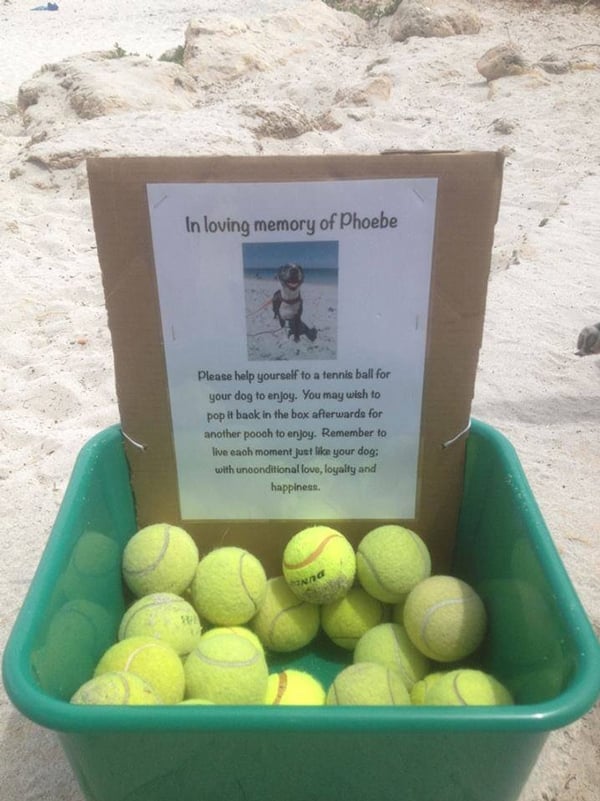 memorial-reddit-dog-Phoebe