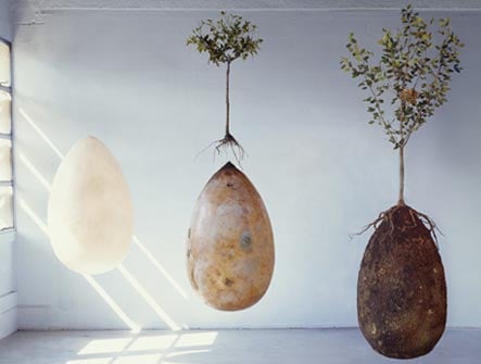 Capsula Mundi - a biodegradable urn that allows a loved ones cremains to become a tree.